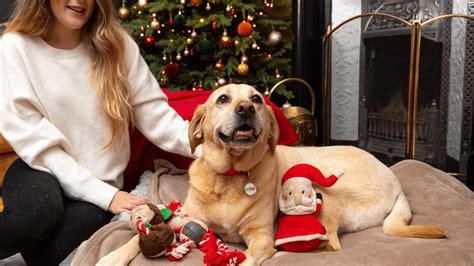 pdsa christmas 2022.
